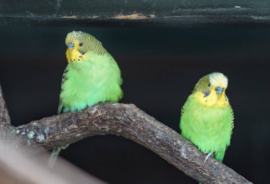 Portrait of Budgerigar on branch