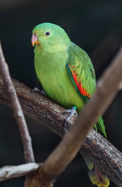 Portrait of Red winged Parrot