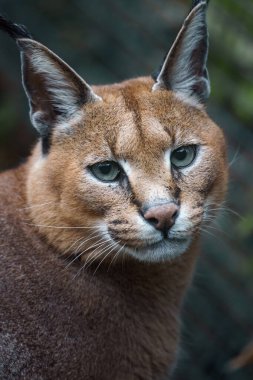 Portrait of Caracal in zoo