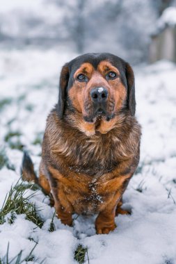 Alpine Dachsbracke in snow