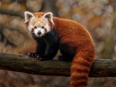 Red panda Hayvanat Bahçesi