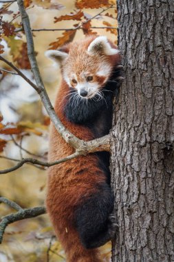 Red panda Hayvanat Bahçesi