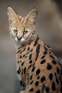 Portrait of Serval in zoo