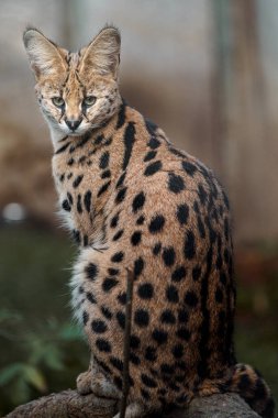 Portrait of Serval in zoo