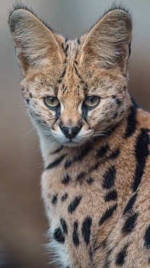 Portrait of Serval in zoo