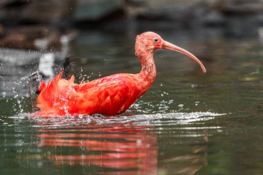 Scarlet ibis in water