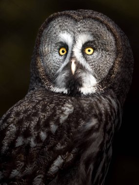 Great gray owl on branch