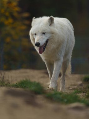 Kutup Kurdunun Portresi