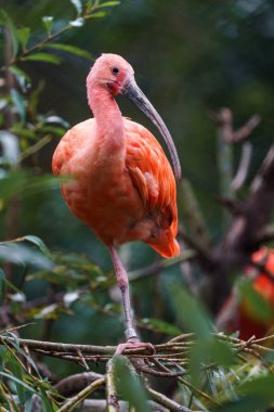 Scarlet ibis on branch