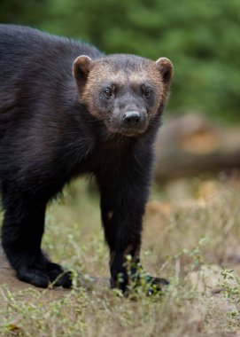 Portrait of Wolverine in zoo