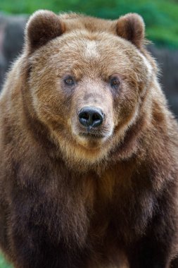 Kamchatka brown bear in zoo
