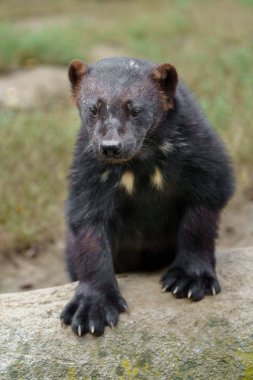 Portrait of Wolverine in zoo