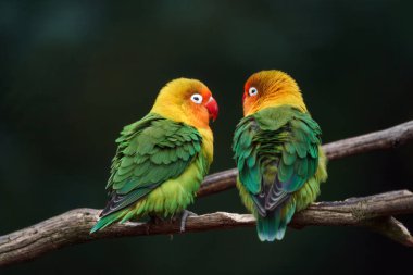 Fischer's lovebird in zoo