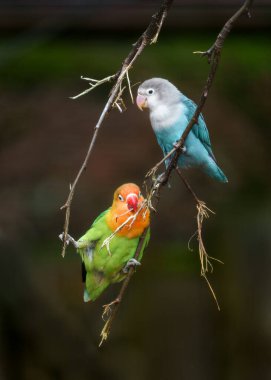 Fischer's lovebird in zoo