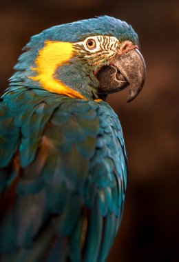 Blue-throated macaw in zoo