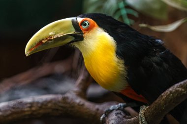 Green-billed toucan in zoo