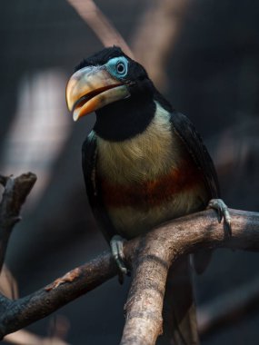 Chestnut-eared aracari in zoo