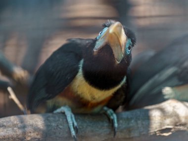 Chestnut-eared aracari in zoo