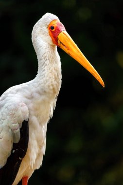 Yellow-billed stork in zoo