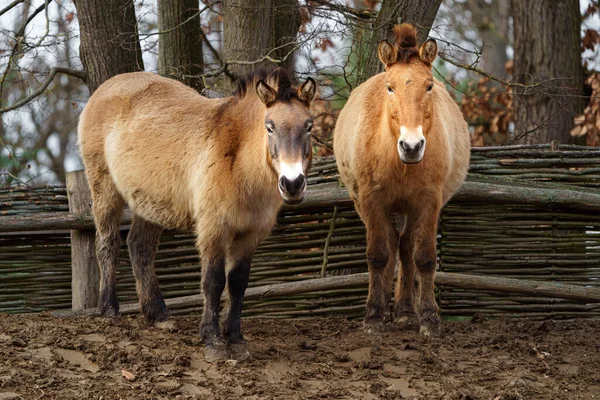 Photo Przewalskis Horse — Φωτογραφία Αρχείου