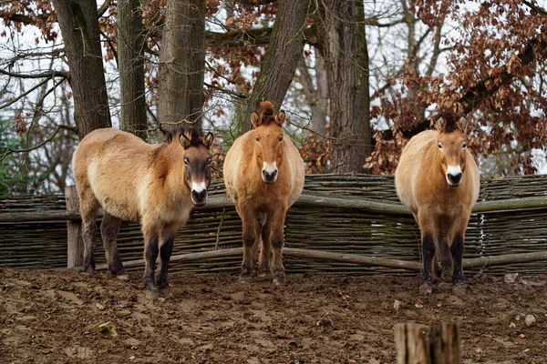 Photo Przewalskis Horse — 图库照片