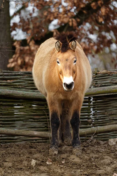 Photo Przewalskis Horse — Φωτογραφία Αρχείου
