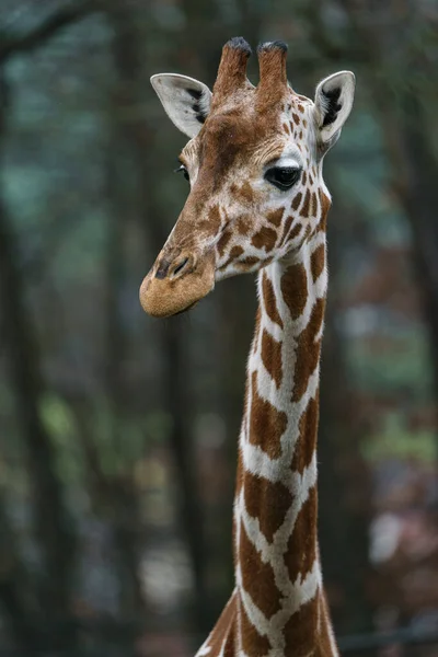 Bir Zürafa Fotoğrafı — Stok fotoğraf