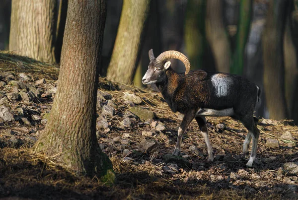 Photo Mouflon — Φωτογραφία Αρχείου