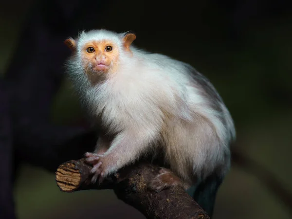 마모셋 동물원 — 스톡 사진