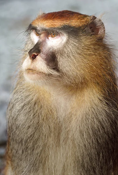 Portrait Portrait Patas Monkey — Stock Fotó