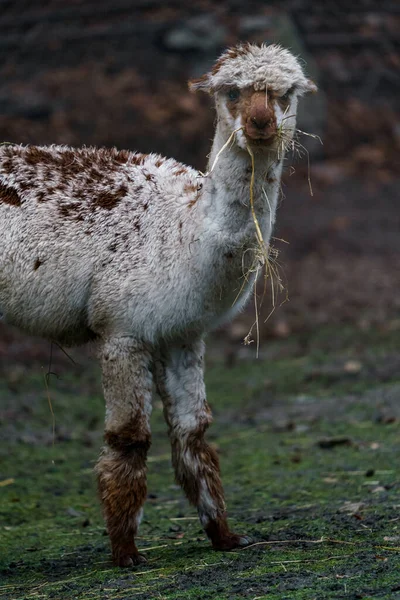 Portrait Alpaca Zoo — Φωτογραφία Αρχείου