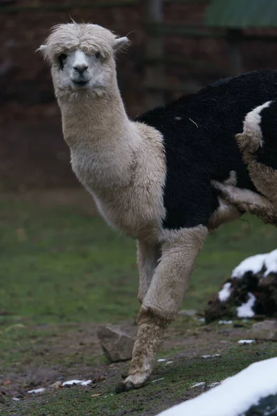 Portrait Alpaca Zoo — Φωτογραφία Αρχείου