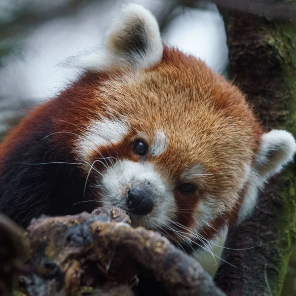 動物園のレッサー パンダ — ストック写真