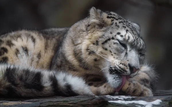 Snow Leopard Zoo —  Fotos de Stock
