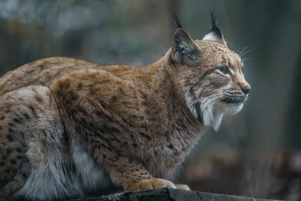 Eurasian Lynx Zoo —  Fotos de Stock