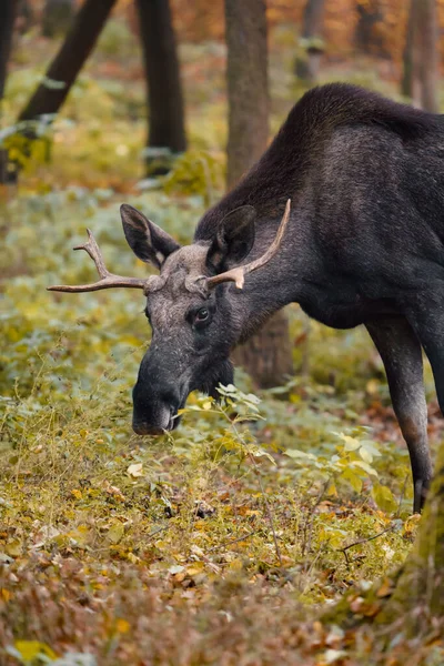 Moose Autumn Nature — 图库照片