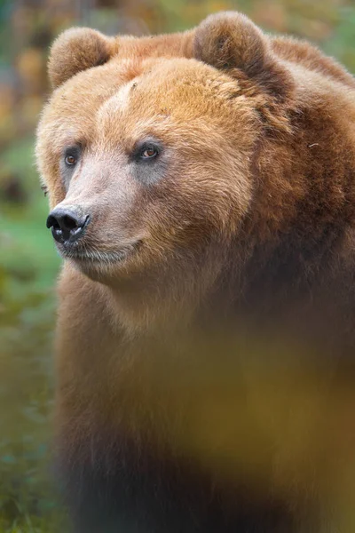 Kamchatka Brown Bear Zoo — Stock fotografie
