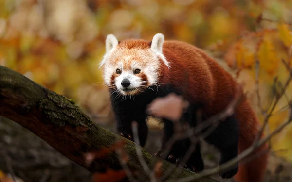 Panda Rojo Zoológico — Foto de Stock