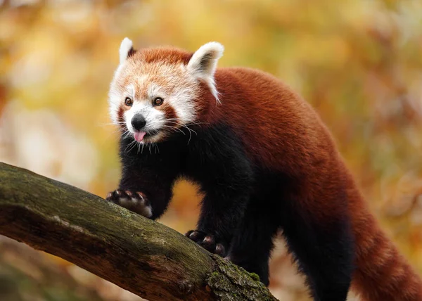 Red Panda Hayvanat Bahçesi — Stok fotoğraf