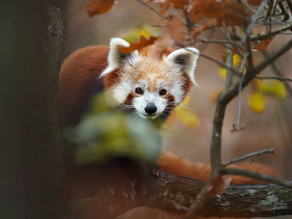 Red Panda Hayvanat Bahçesi — Stok fotoğraf