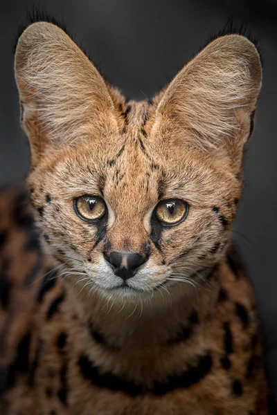 Portrait Serval Zoo — 스톡 사진