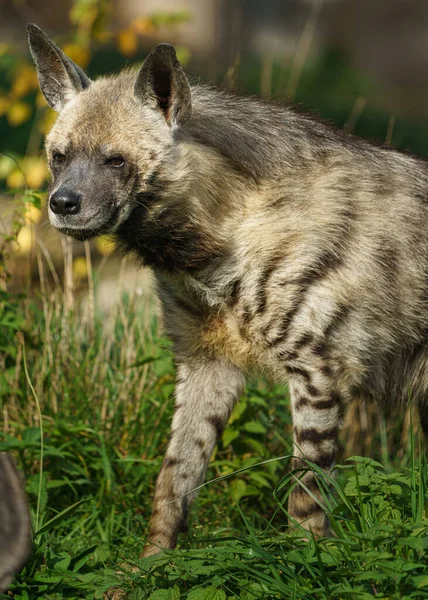Striped Hyena Zoo —  Fotos de Stock