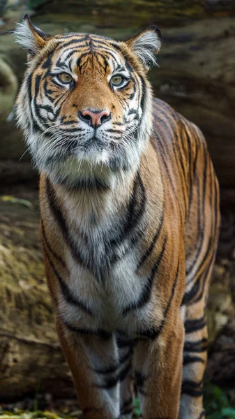 Tigre Sumatra Zoológico — Fotografia de Stock
