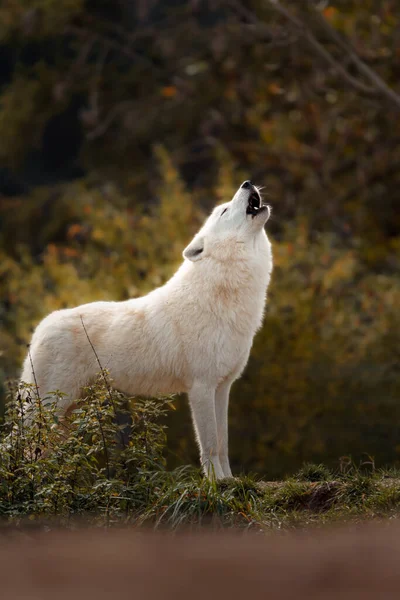 在动物园里的北极狼 — 图库照片