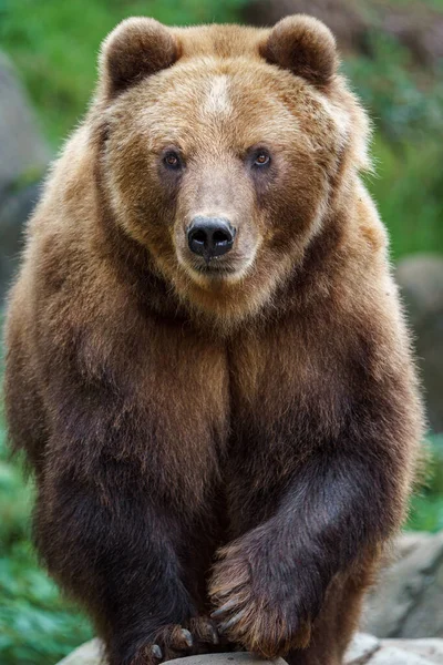 Portrét Medvídka Hnědého — Stock fotografie