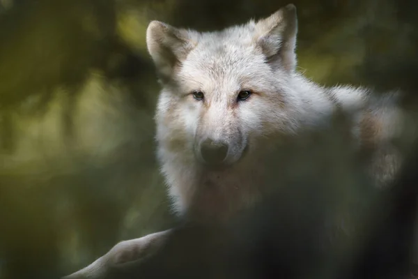 Lobo Ártico Zoo —  Fotos de Stock