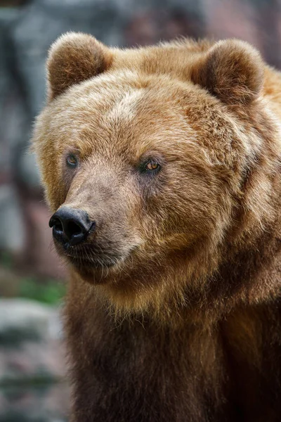 Kamčatka Medvěd Hnědý Zoo — Stock fotografie