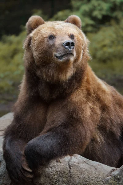 Kamchatka Brown Bear Zoo — Stock fotografie