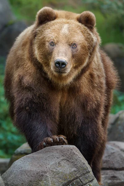 Kamčatka Medvěd Hnědý Zoo — Stock fotografie