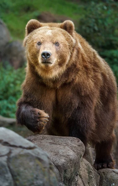 Kamchatka Brown Bear Zoo — Photo